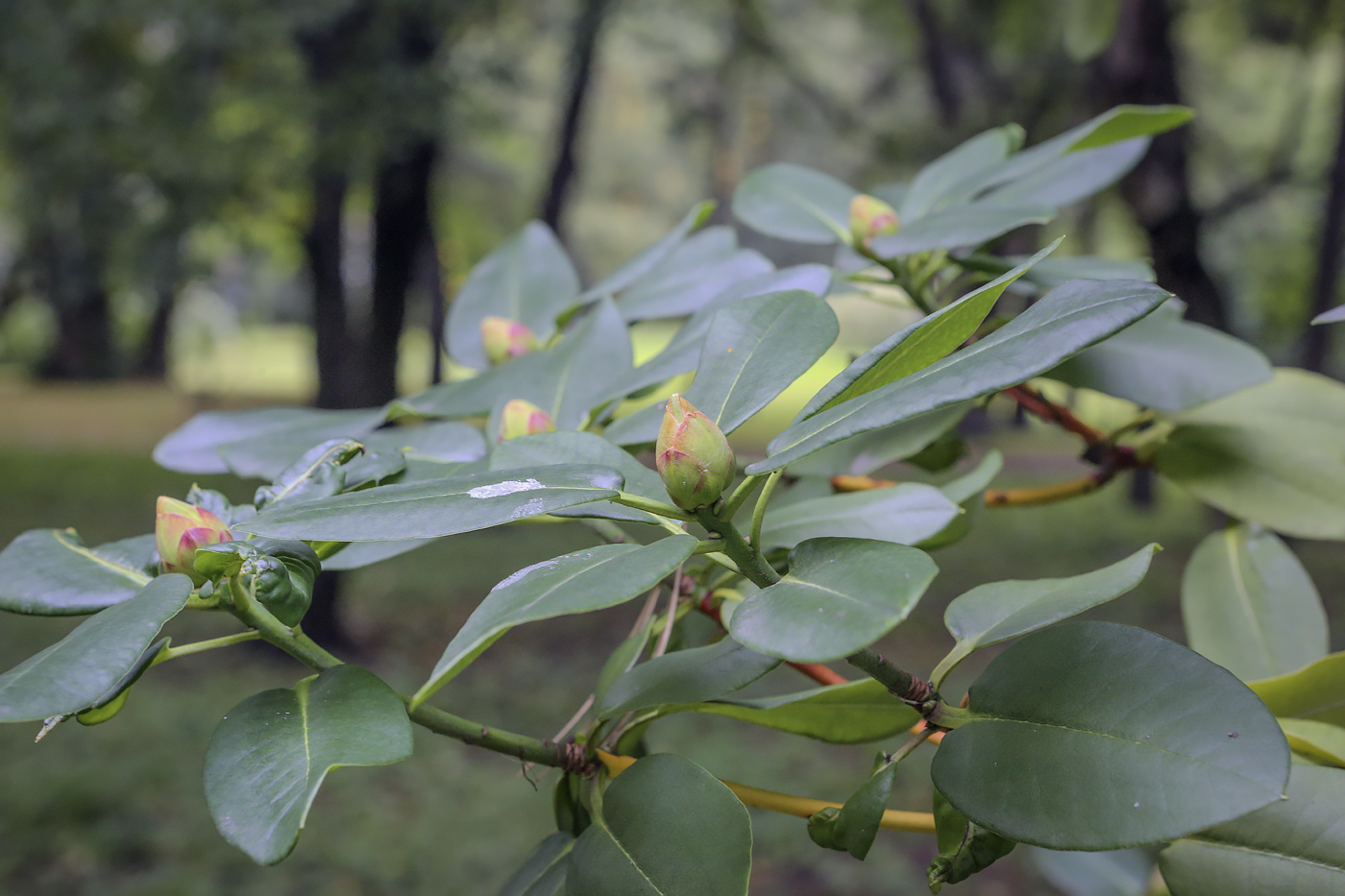 Изображение особи Rhododendron morii.