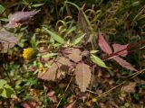 Bidens frondosa