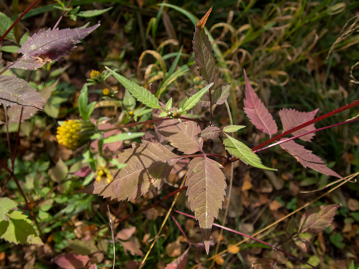 Image of Bidens frondosa specimen.