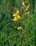 Lathyrus pratensis