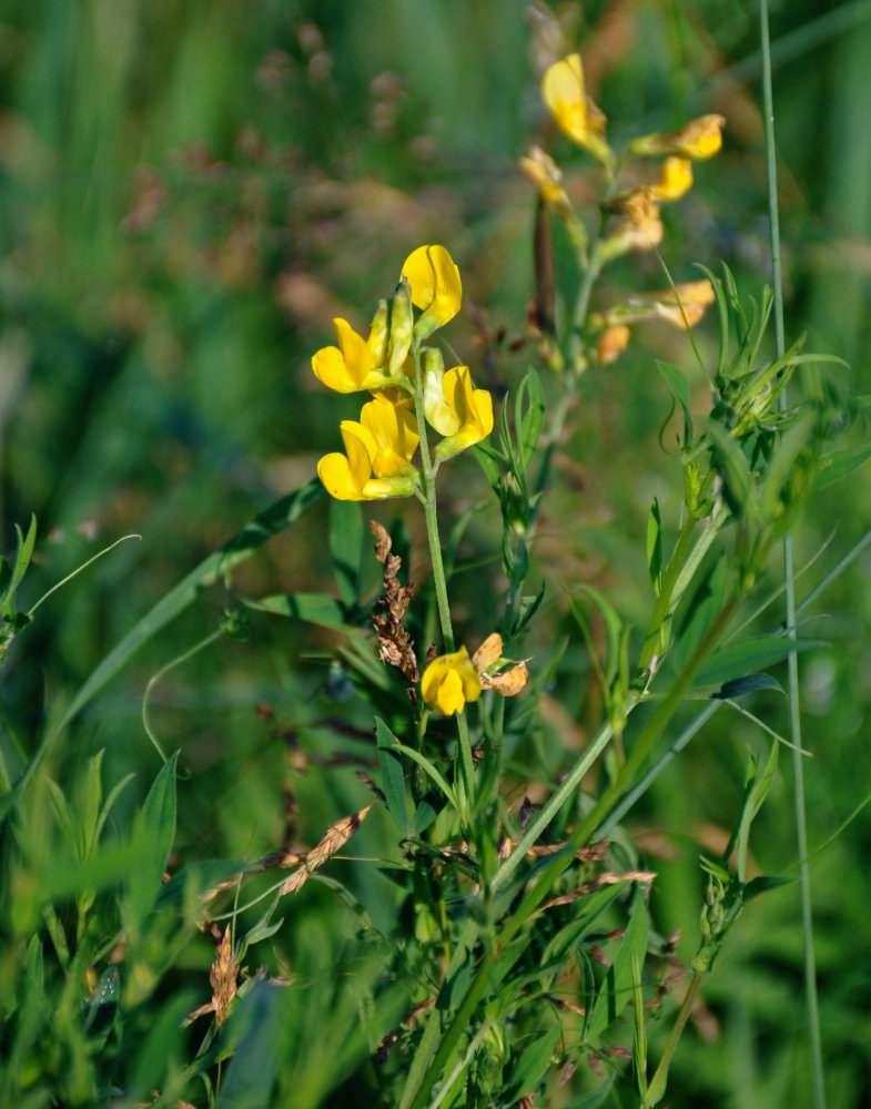 Изображение особи Lathyrus pratensis.