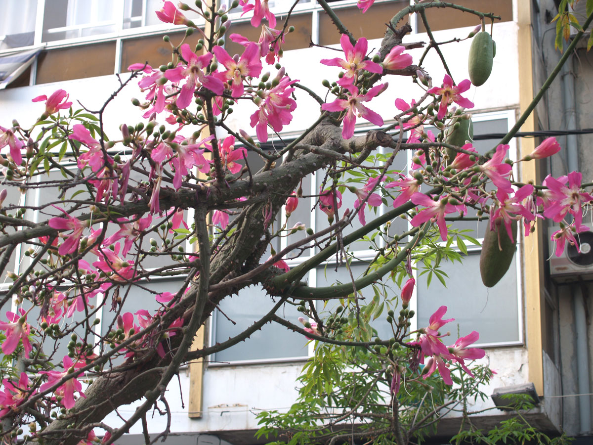 Изображение особи Ceiba speciosa.