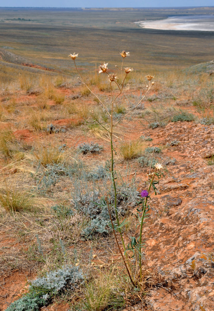 Image of Centaurea adpressa specimen.