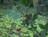 Euonymus macropterus