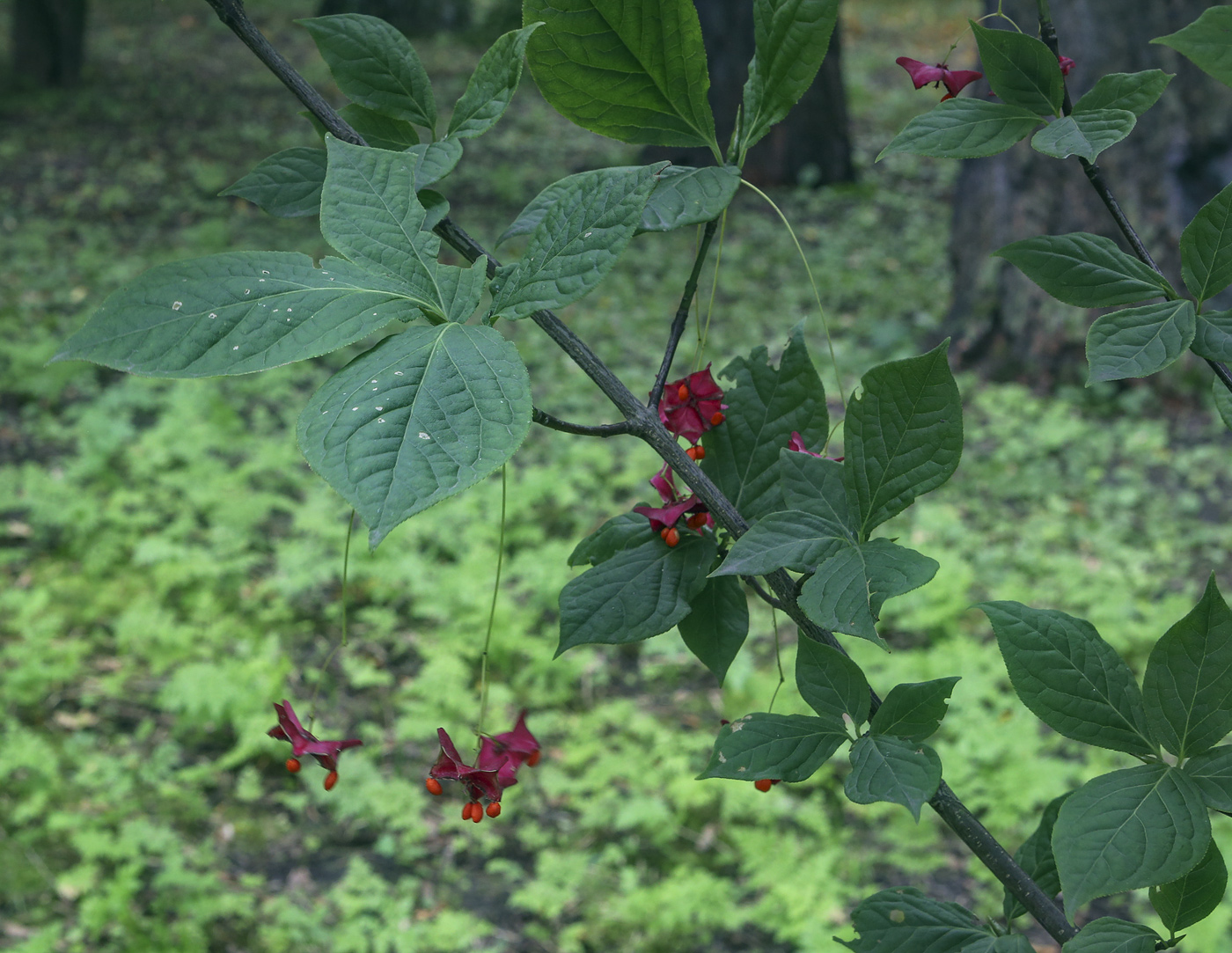 Изображение особи Euonymus maximowiczianus.