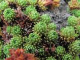 Saxifraga scleropoda
