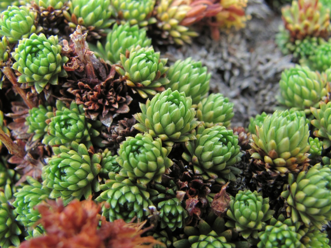 Image of Saxifraga scleropoda specimen.