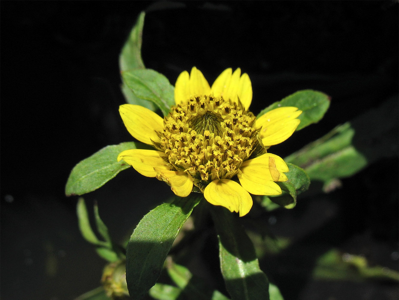 Изображение особи Bidens cernua var. radiata.