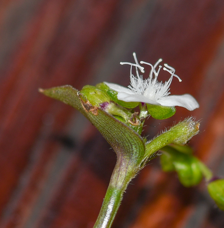 Изображение особи Callisia gracilis.