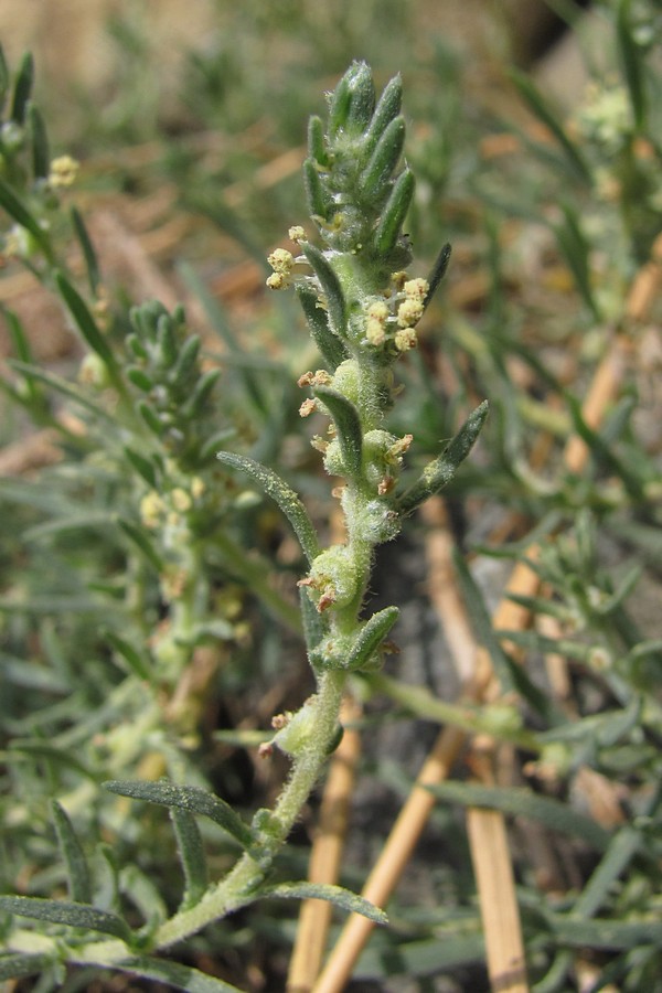 Изображение особи Bassia prostrata.