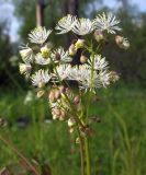 Thalictrum contortum