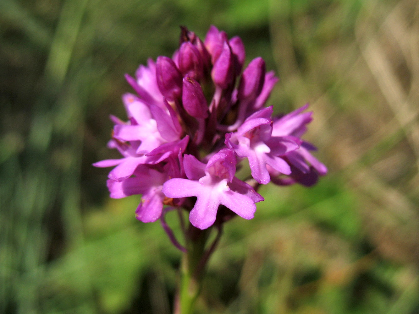 Image of Anacamptis pyramidalis specimen.