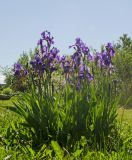 Iris nyaradyana. Цветущие растения. Пермский край, пос. Юго-Камский, частное подворье. 8 июня 2020 г.