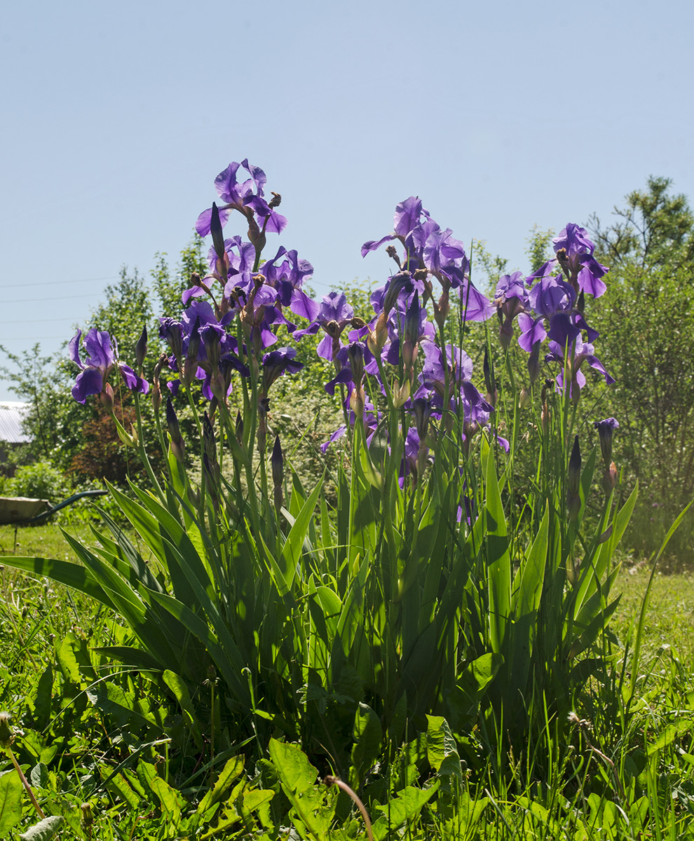 Image of Iris nyaradyana specimen.