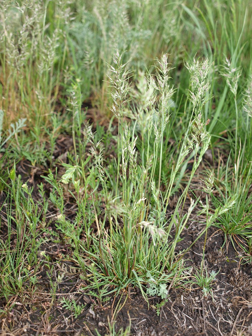 Image of Poa bulbosa ssp. vivipara specimen.