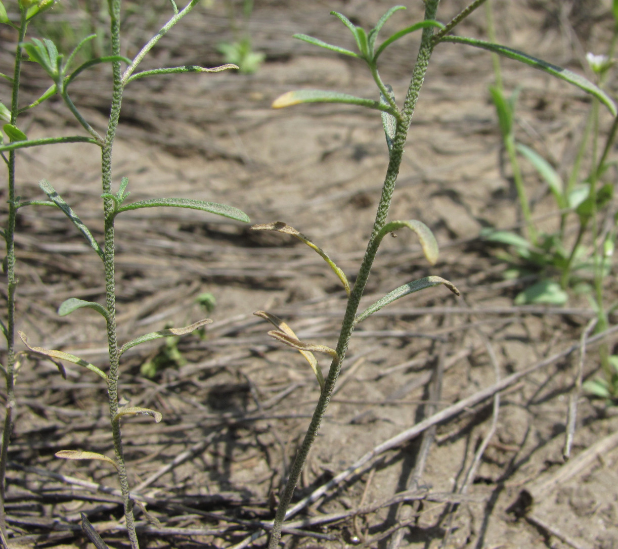 Изображение особи Meniocus linifolius.