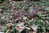 Lathraea squamaria