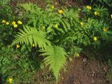 Dryopteris filix-mas. Взрослое растение на опушке смешанного леса. Свердловская обл., окр. г. Североуральск. 25.06.2007.