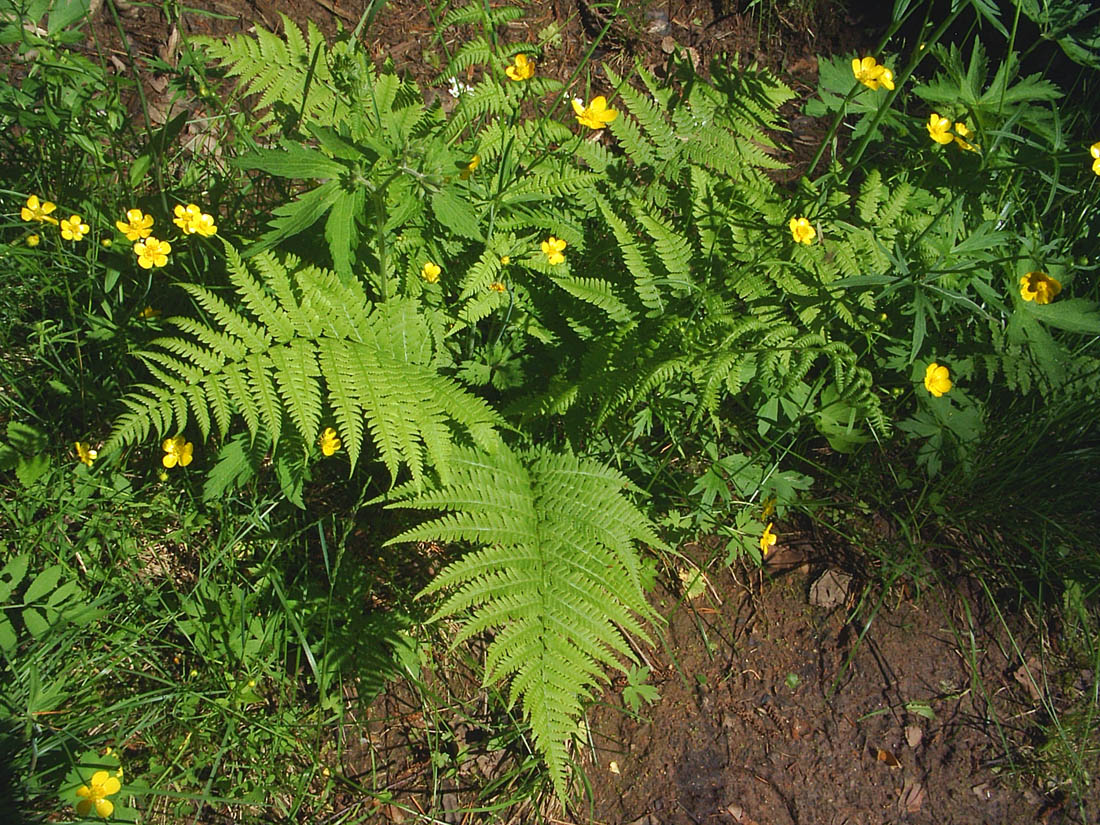 Image of Dryopteris filix-mas specimen.