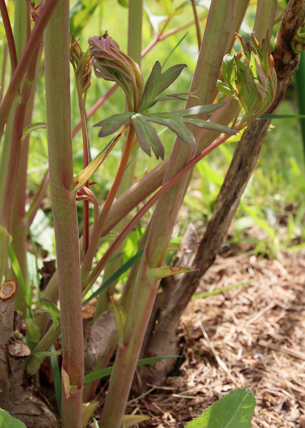 Image of Paeonia suffruticosa specimen.