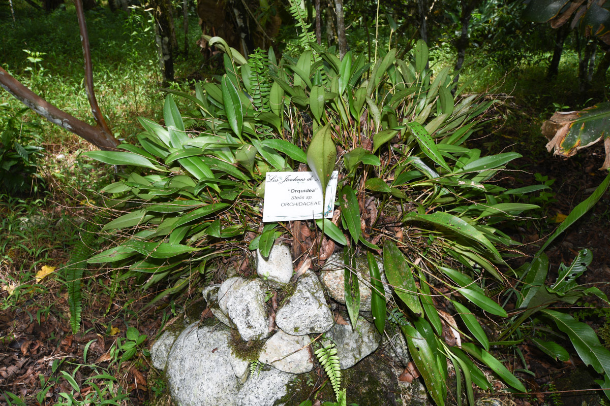 Image of Stelis quinquenervia specimen.
