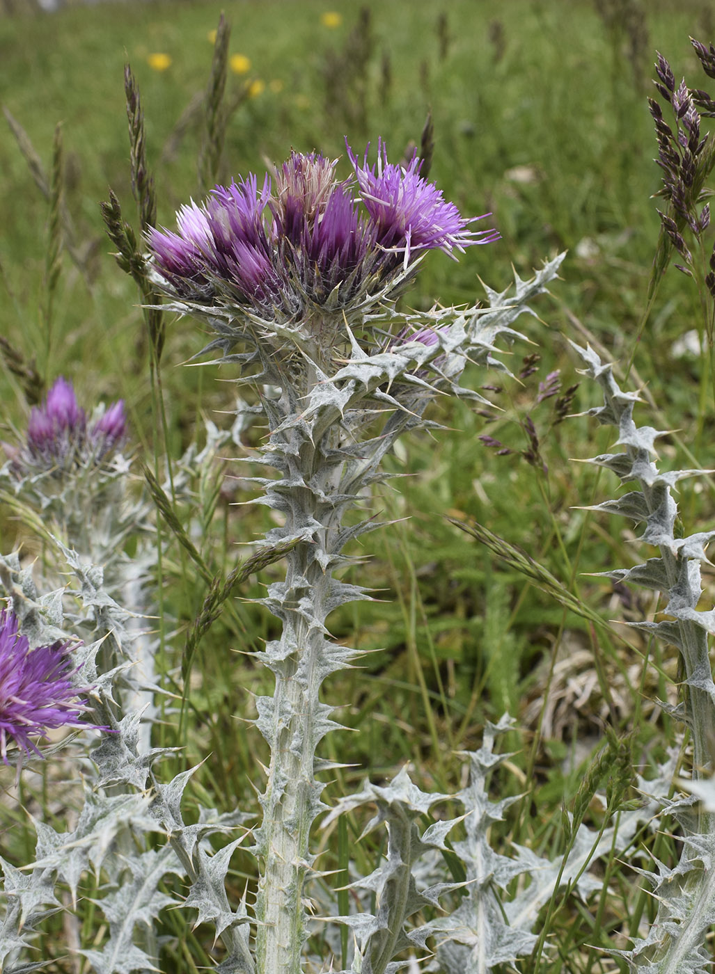 Изображение особи Carduus carlinoides.