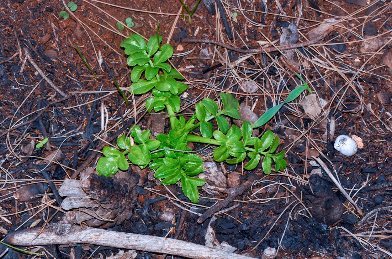 Изображение особи Smyrnium olusatrum.