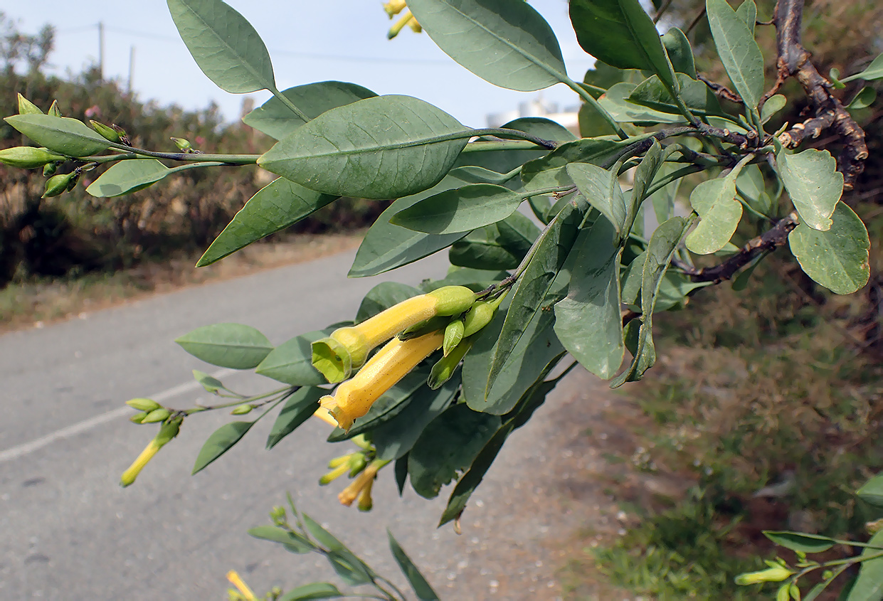 Image of Nicotiana glauca specimen.