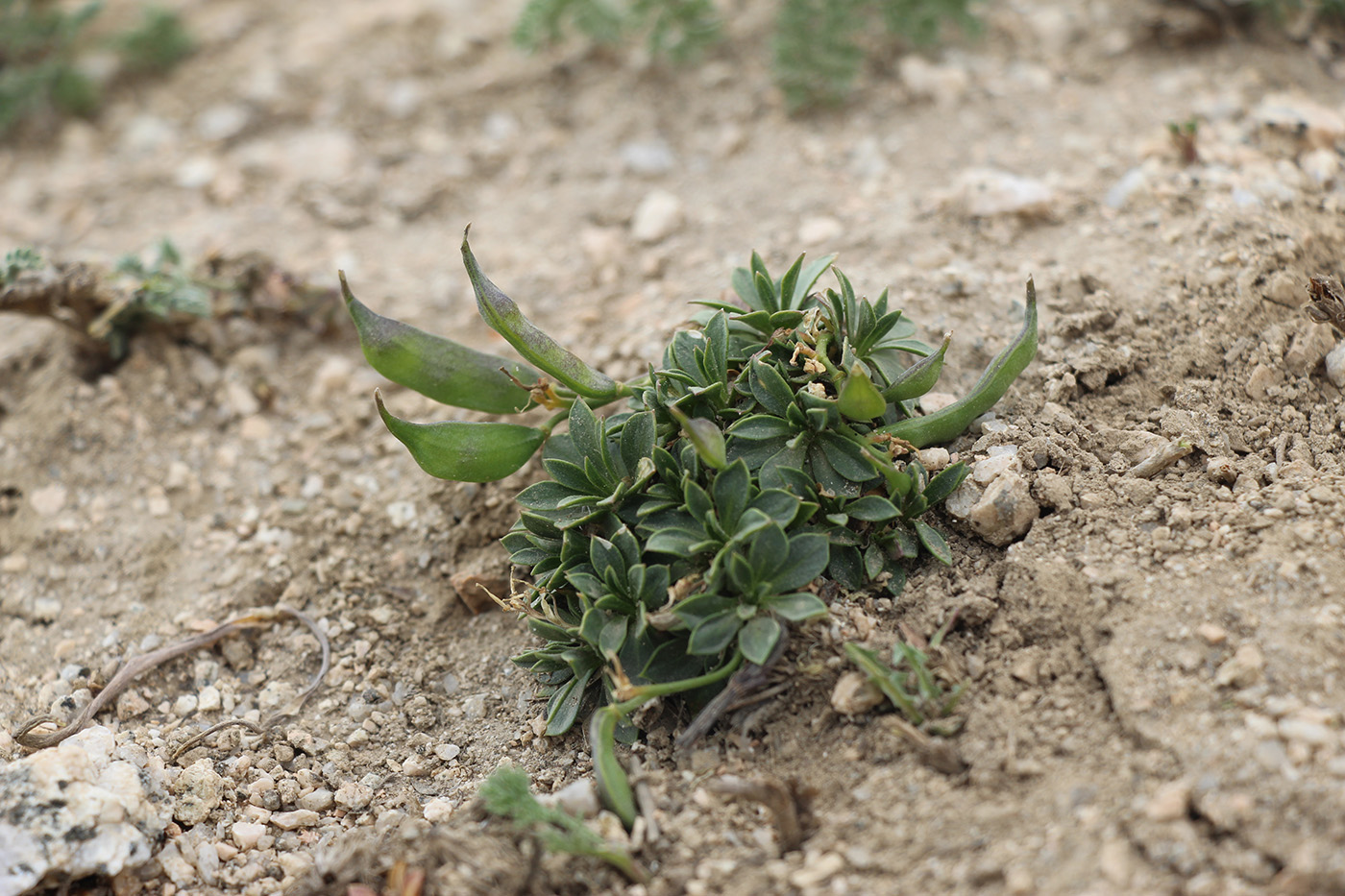 Изображение особи Parrya saxifraga.