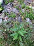 Digitalis grandiflora. Плодоносящее растение у подножия каменной россыпи. Украина, Ивано-Франковская обл., Надворнянский р-н, природный заповедник \"Горганы\". 30 августа 2010 г.