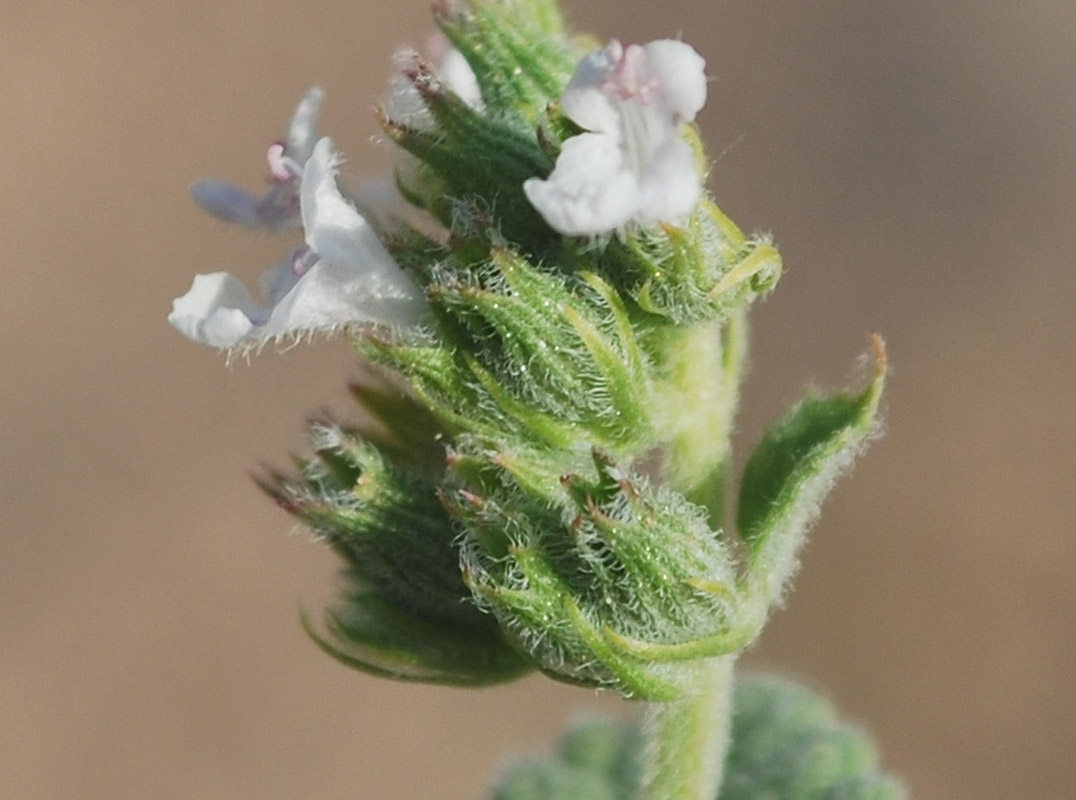 Изображение особи Nepeta santoana.