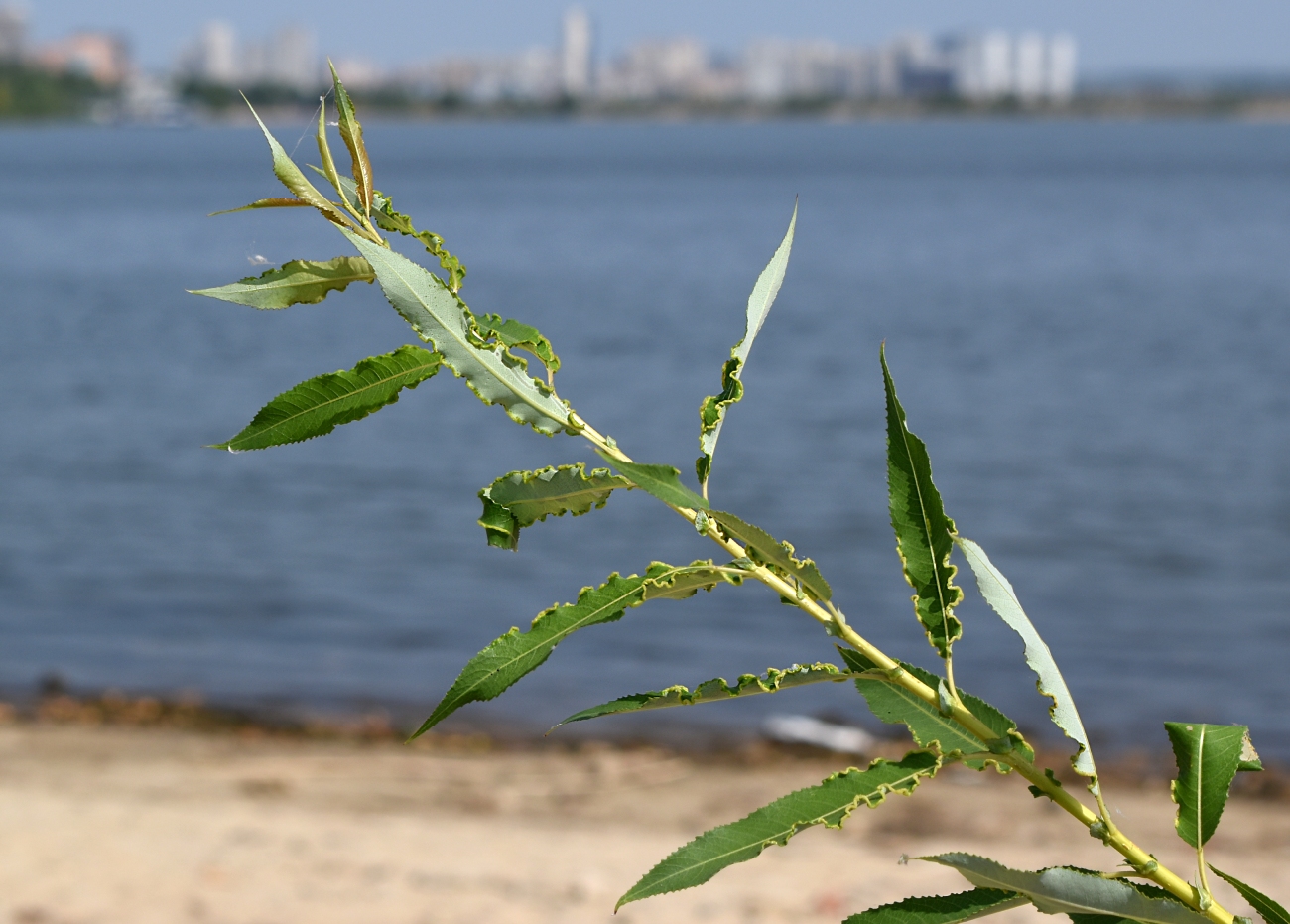 Image of Salix triandra specimen.