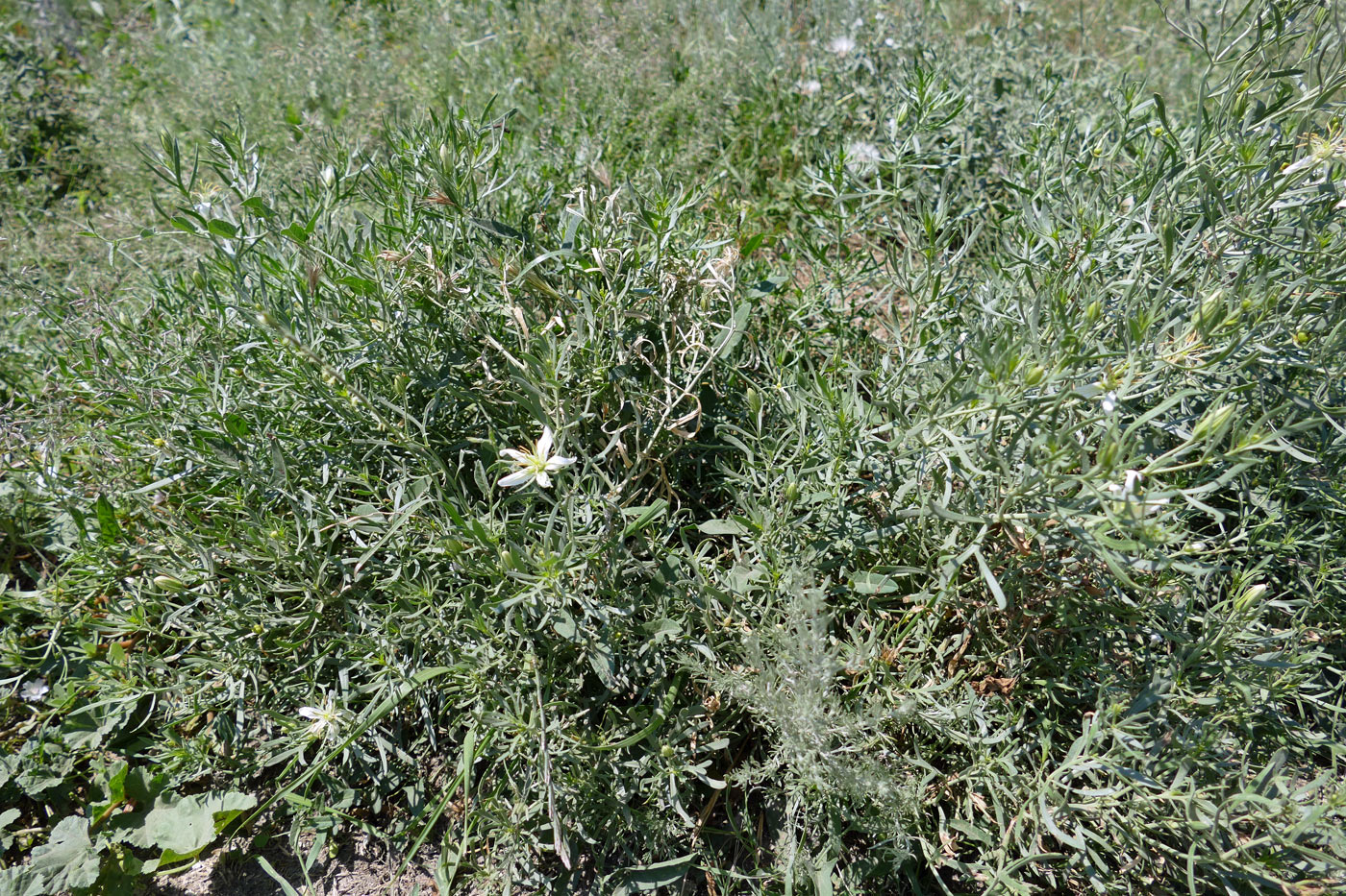 Image of Peganum harmala specimen.