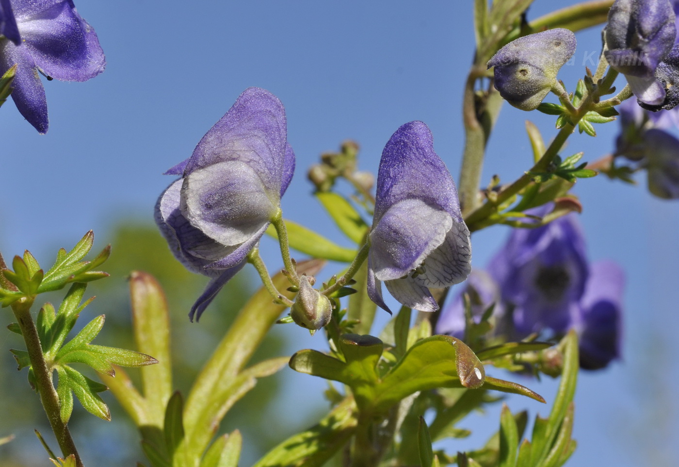 Image of Aconitum macrorhynchum specimen.