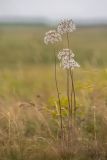 Allium decipiens. Цветущие и плодоносящие растения. Ростовская обл., Белокалитвинский р-н, Грушево-Дубовское сельское поселение, окр. хут. Грушевка, правый коренной берег р. Кундрючья, каменистый склон. 05.06.2021.