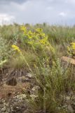 Galium verum