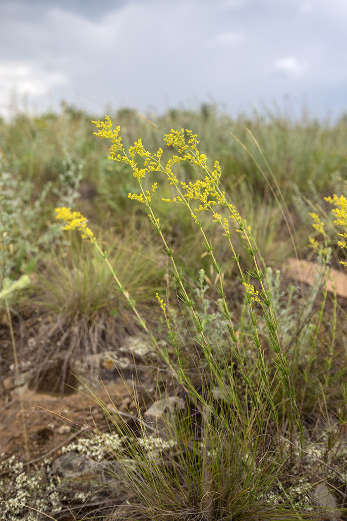 Изображение особи Galium verum.