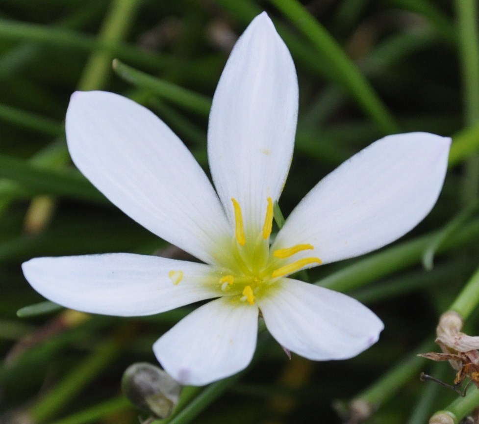 Image of Zephyranthes candida specimen.