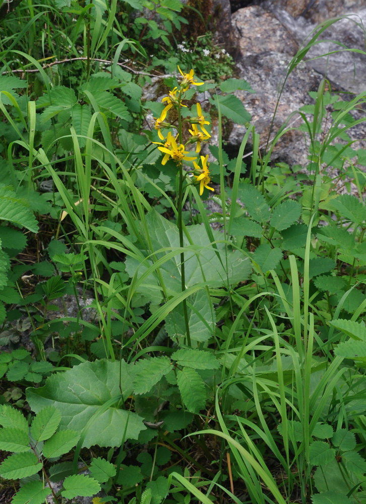 Image of Ligularia sibirica specimen.