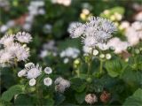 Ageratum houstonianum. Верхушки побегов с соцветиями. Санкт-Петербург, Курортный р-н, г. Сестрорецк, парк \"Дубки\". 27.09.2020.