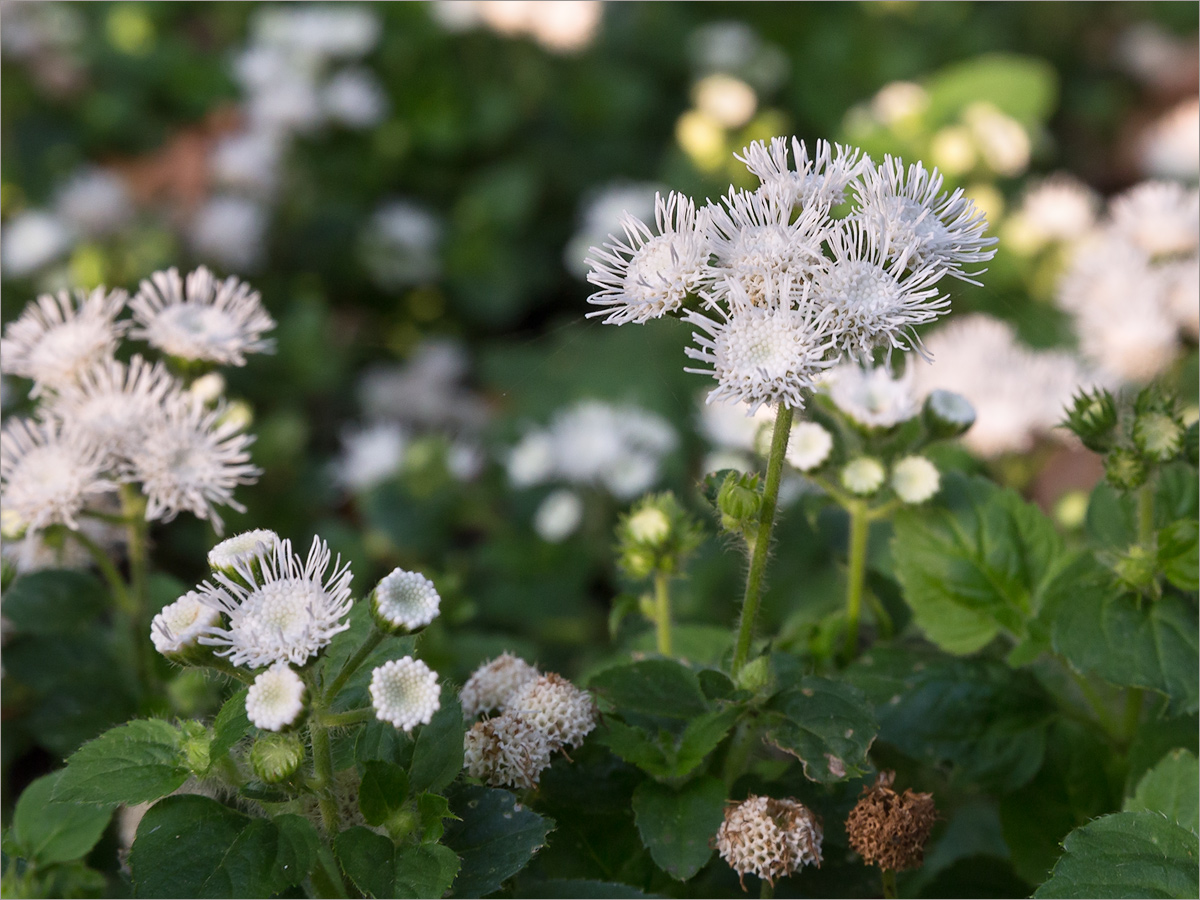 Изображение особи Ageratum houstonianum.