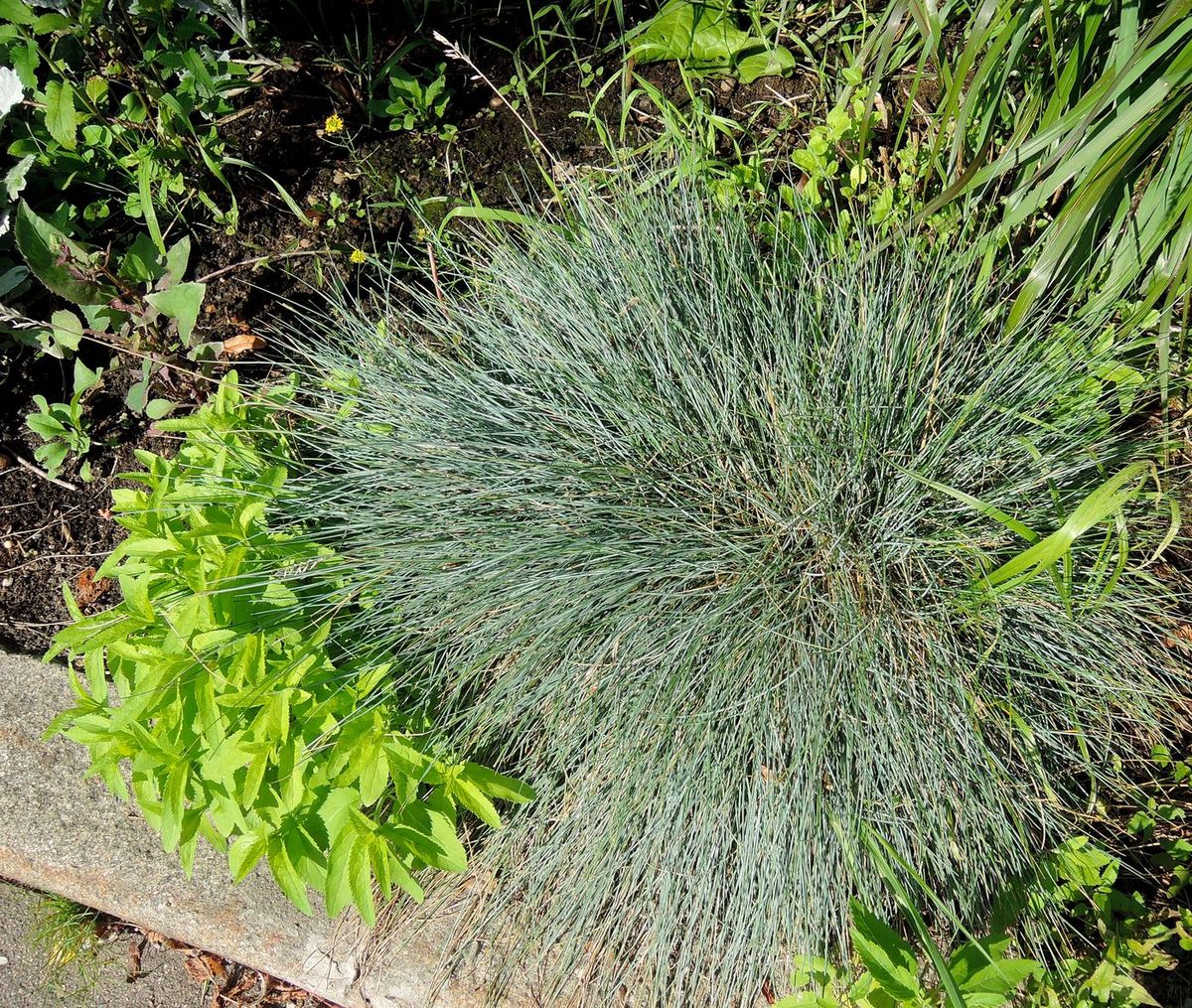 Image of genus Festuca specimen.