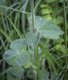 Trifolium incarnatum