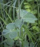 Trifolium incarnatum. Средняя часть побега. Москва, Аптекарский огород, разнотравный луг. 03.09.2021.