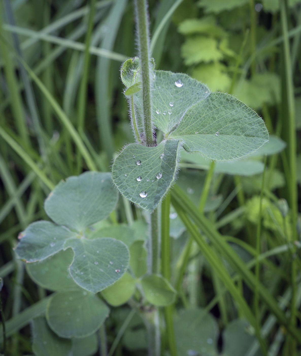 Image of Trifolium incarnatum specimen.