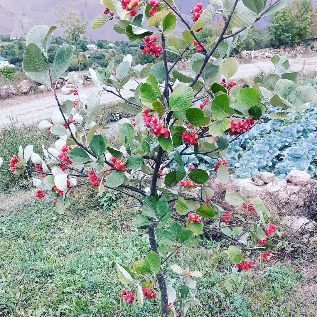 Изображение особи Sorbus graeca.