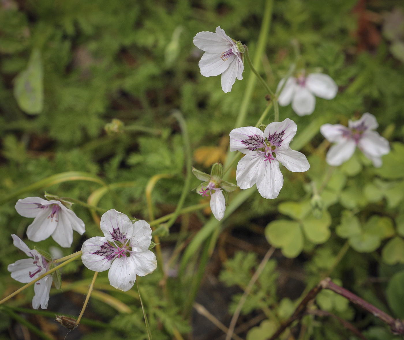 Изображение особи род Erodium.