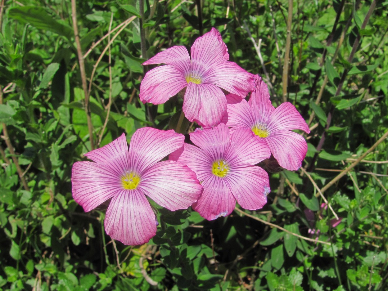 Изображение особи Linum hypericifolium.