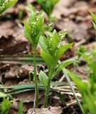 Mercurialis perennis. Цветущие растения в берёзово-ольховом редколесье. Московская обл., Одинцовский р-н, окр. г. Кубинка. 20.04.2021.