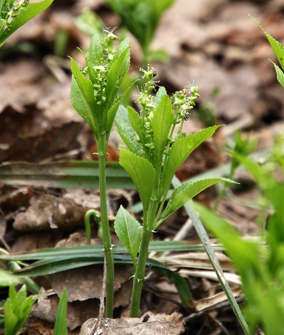 Изображение особи Mercurialis perennis.